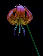 Lilium pardalinum vollmer - Vollmer's Lily